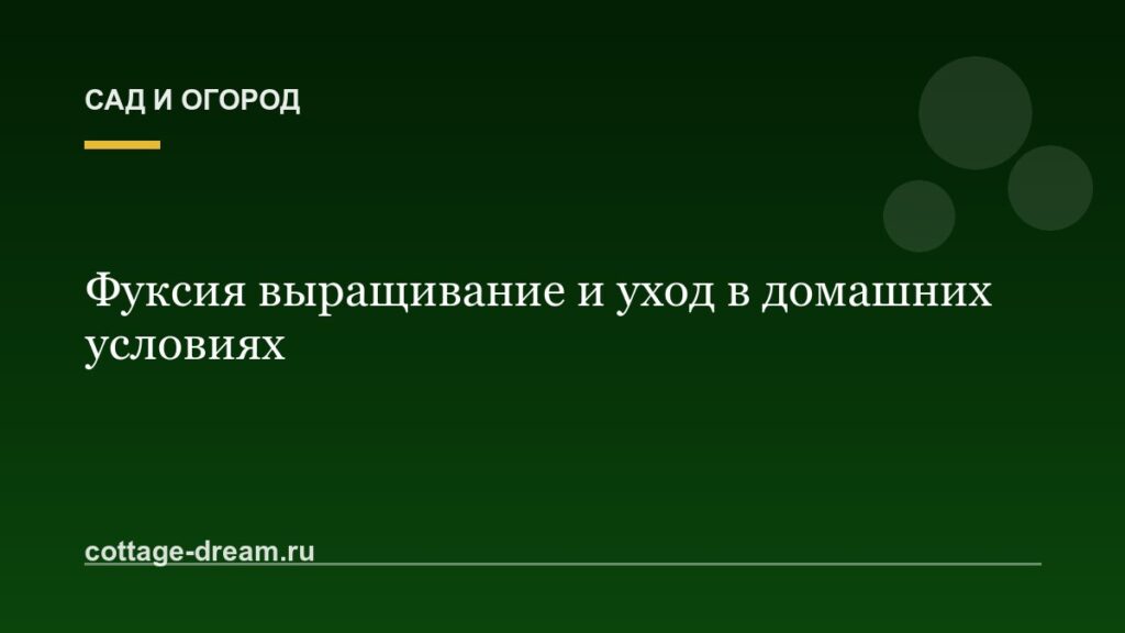 Фуксия выращивание и уход в домашних условиях