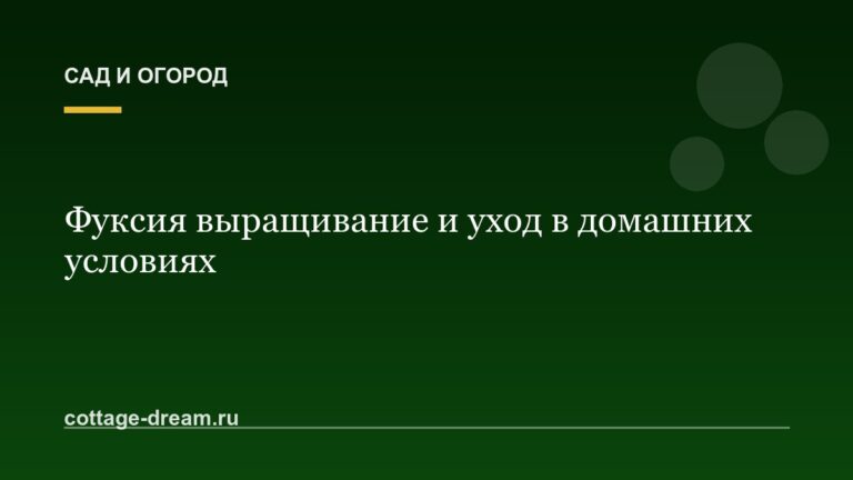 Фуксия выращивание и уход в домашних условиях