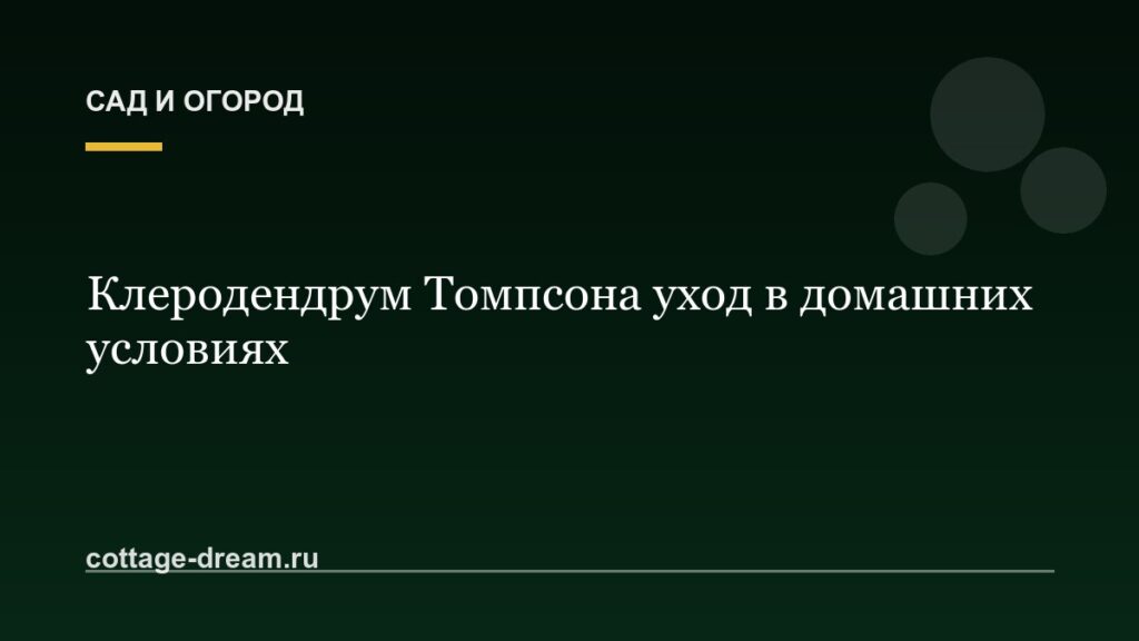 Клеродендрум Томпсона уход в домашних условиях