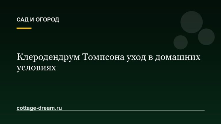 Клеродендрум Томпсона уход в домашних условиях