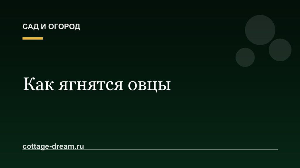Как ягнятся овцы: описание и выращивание