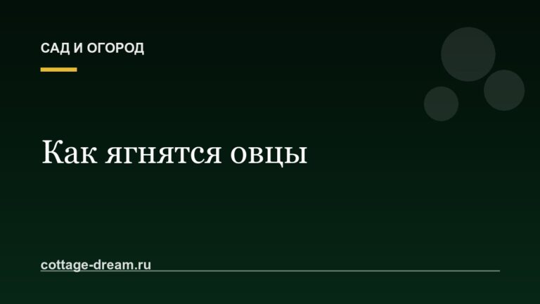 Как ягнятся овцы: описание и выращивание