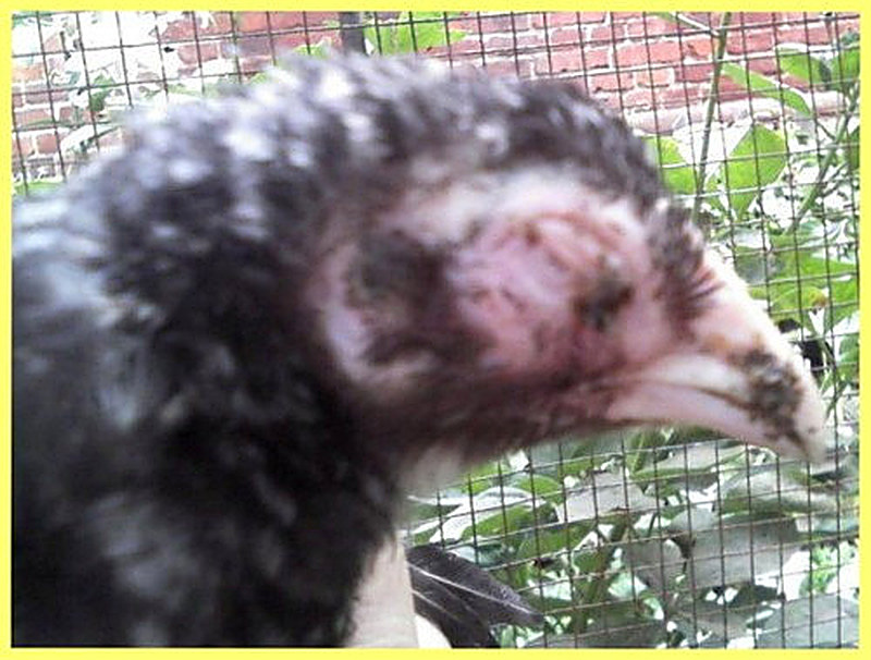 Дифтерит птиц и оспа птиц фото