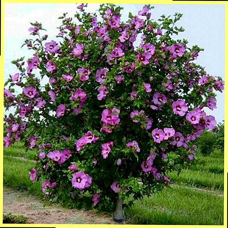 Сирийский гибискус фото