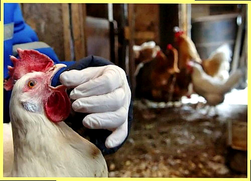 Туберкулёз птиц