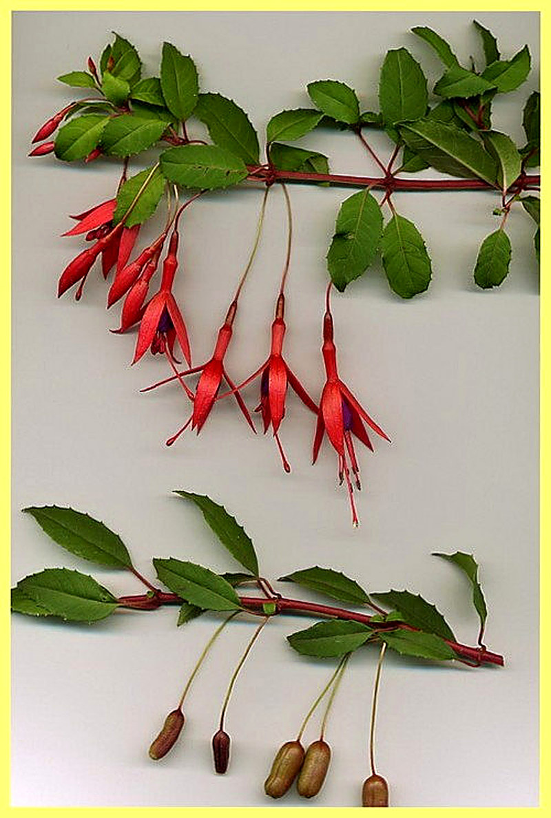 Тонкая Фуксия фото