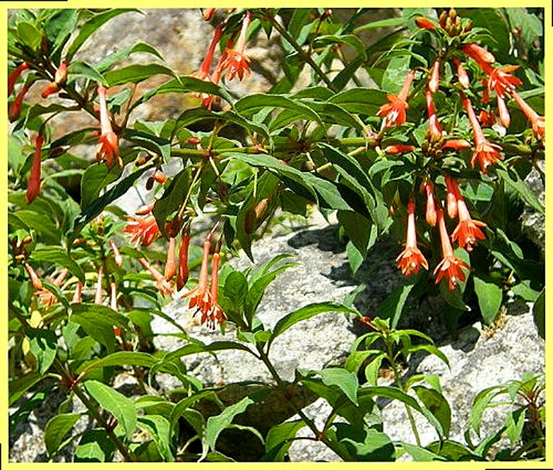 Фуксия щитовидная фото