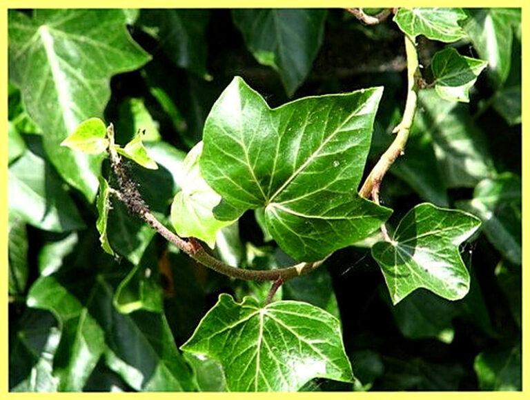 Хедера уход в домашних условиях фото