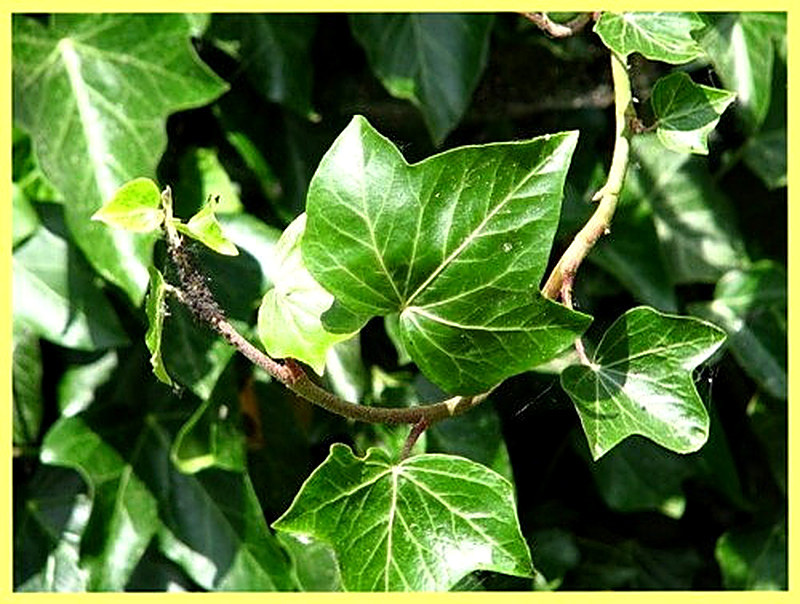 Хедера уход в домашних условиях фото