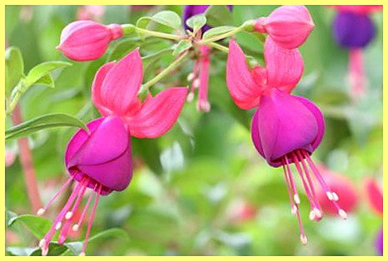 Изящная Фуксия фото