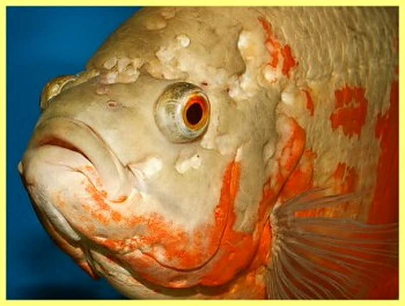 Дырочная болезнь рыб