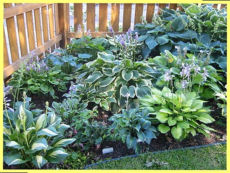 Хоста сорта фото описание