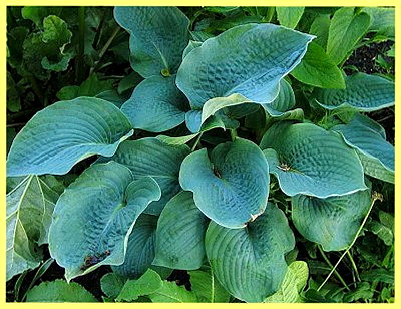 Хоста Зибольда фото