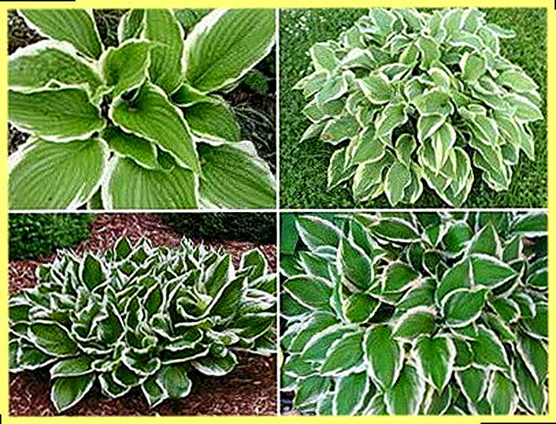 Белоокаймлённая хоста фото