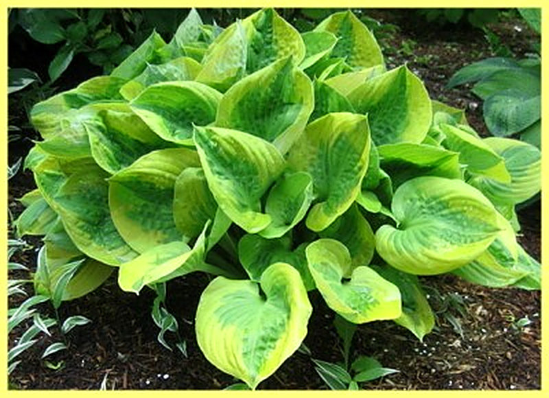 Хоста Летний бриз фото