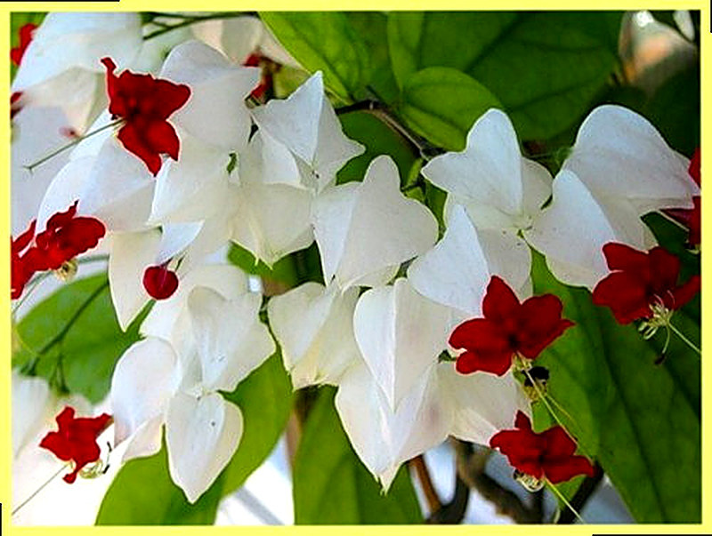 Клеродендрум Томпсона фото