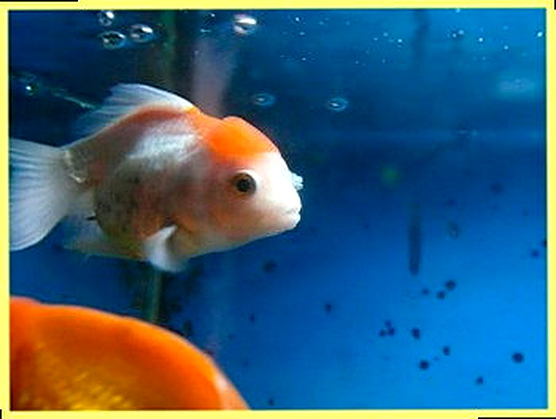 Ихтиоспоридиоз рыб