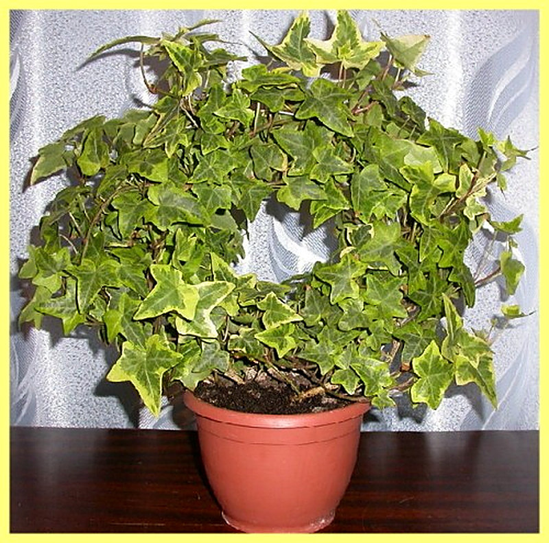 Плющ комнатный можно ли держать дома