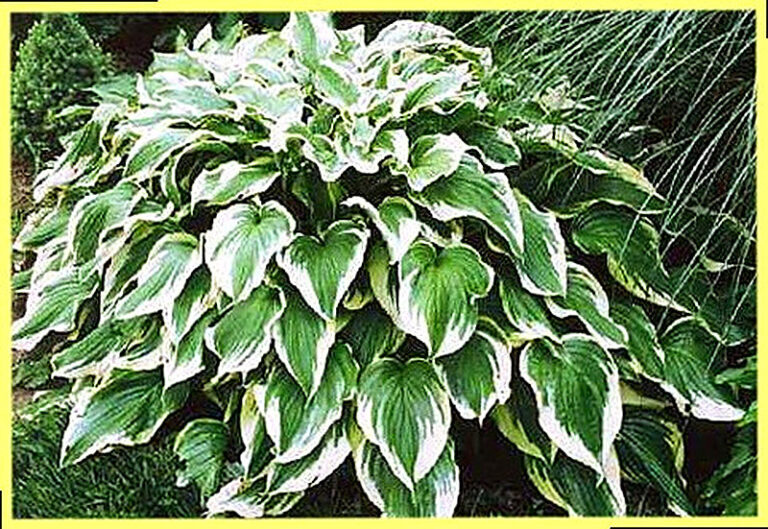 Цветок хоста посадка и уход