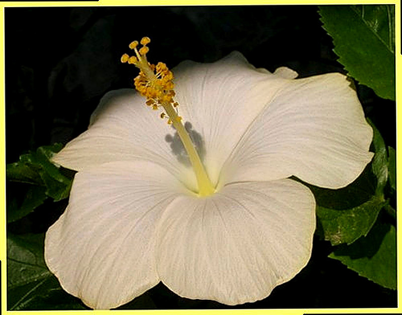 Гибискус Сан Ремо фото