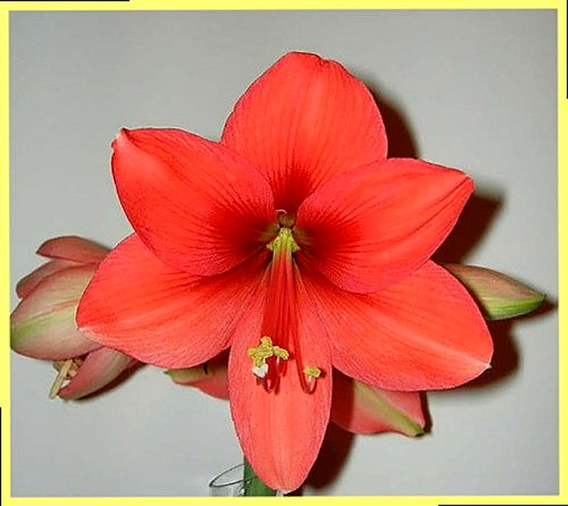 Амариллис Desire фото