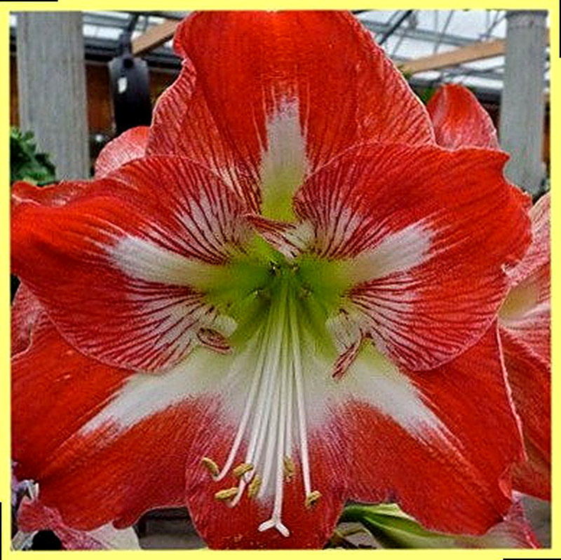 Амариллис Celica фото