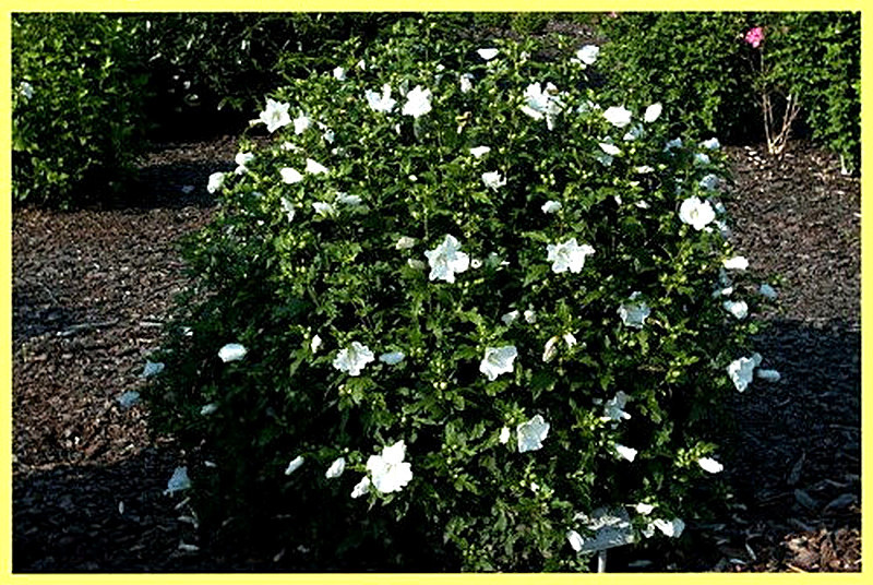 Гибискус Totus Albus фото