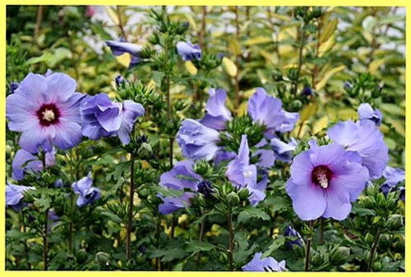 Гибискус Blue Bird фото