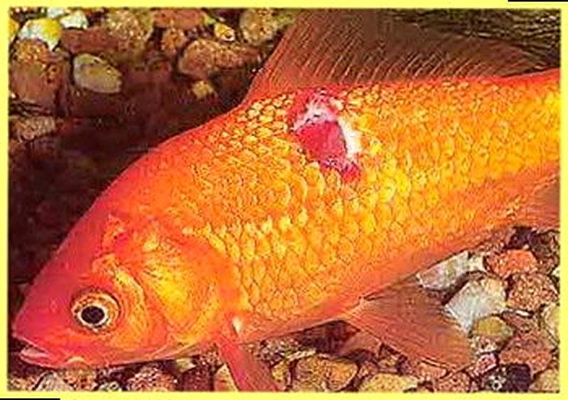 Язвенная болезнь у рыб