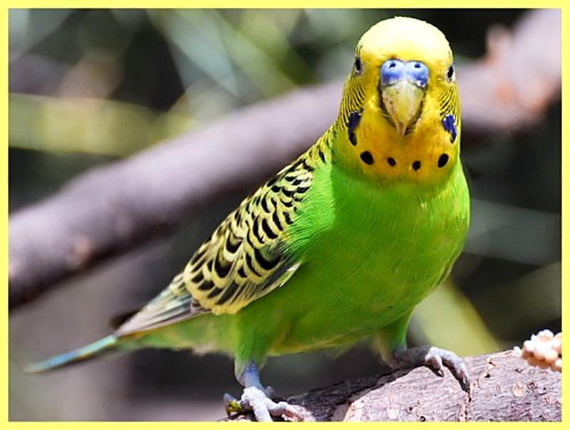 Бизнес на разведении попугаев