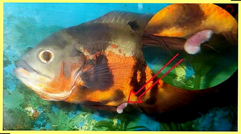 Болезни аквариумных рыб фото и их лечение