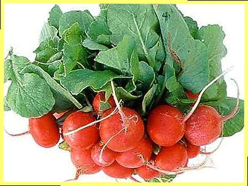 Выращивание редиса на балконе