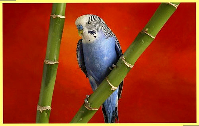 Как разводить попугаев волнистых в домашних условиях