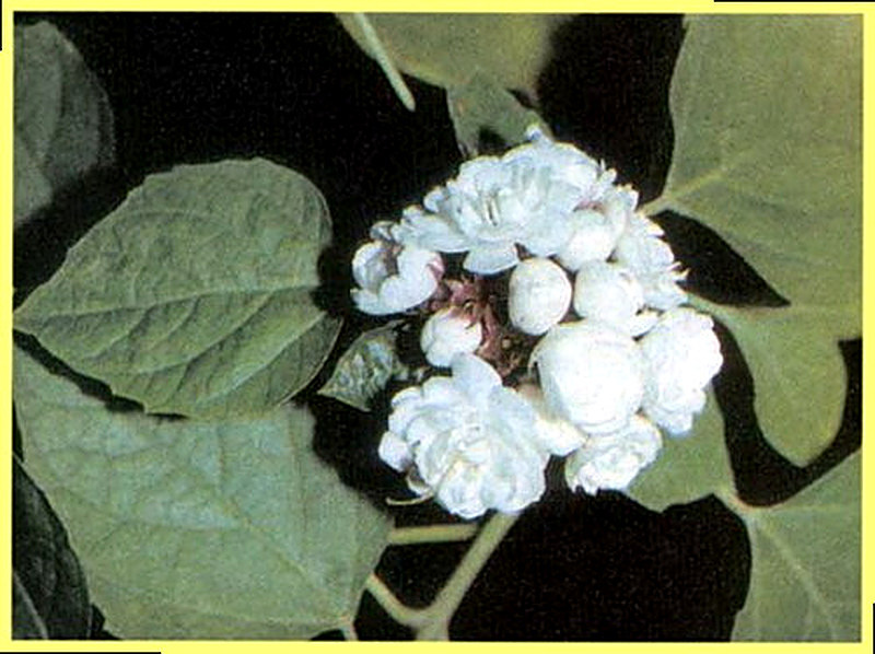 Клеродендрум Душистый фото