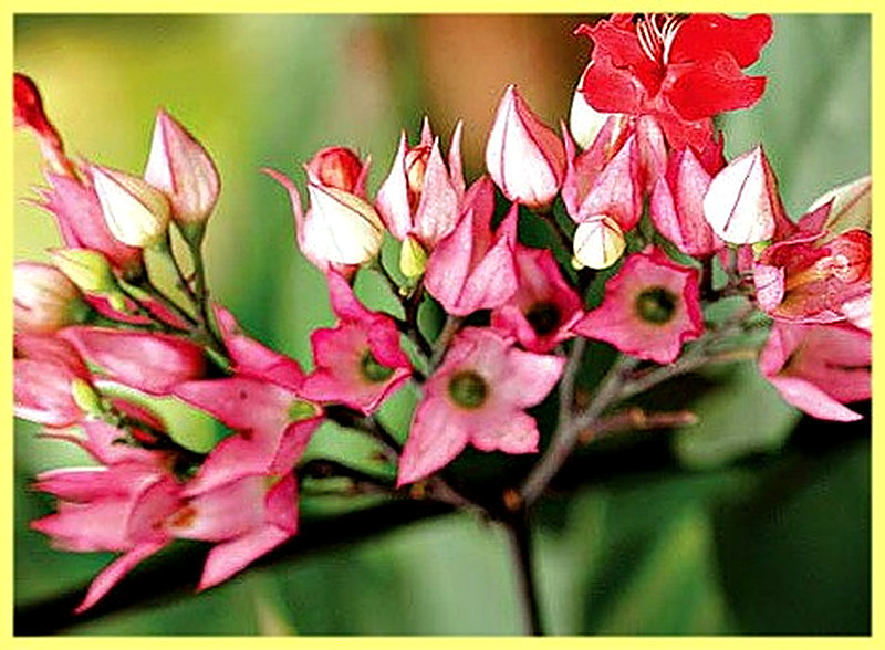 Клеродендрум Красивый фото