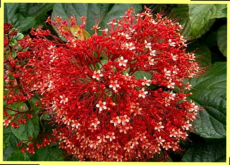 Клеродендрум Мельчатый фото