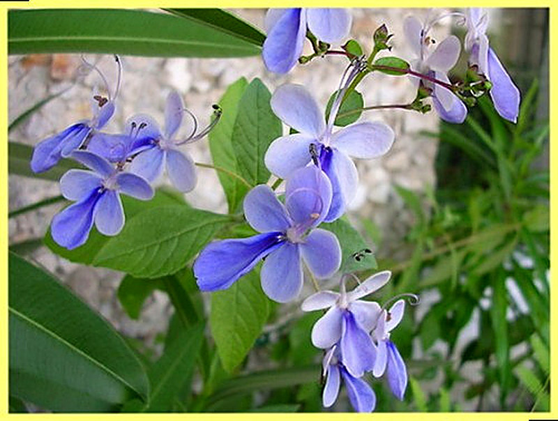 Клеродендрум Угандийский фото