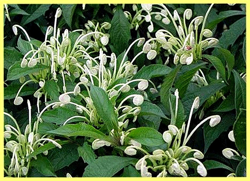 Клеродендрум Утренний поцелуй фото