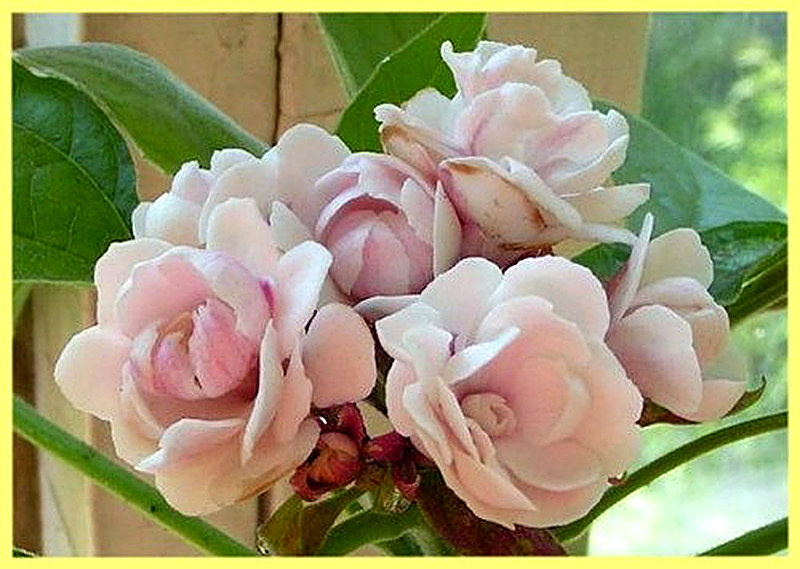 Клеродендрум Филиппинский фото