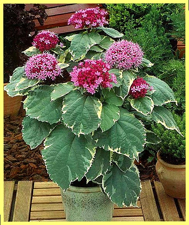 Клеродендрум как ухаживать за цветком