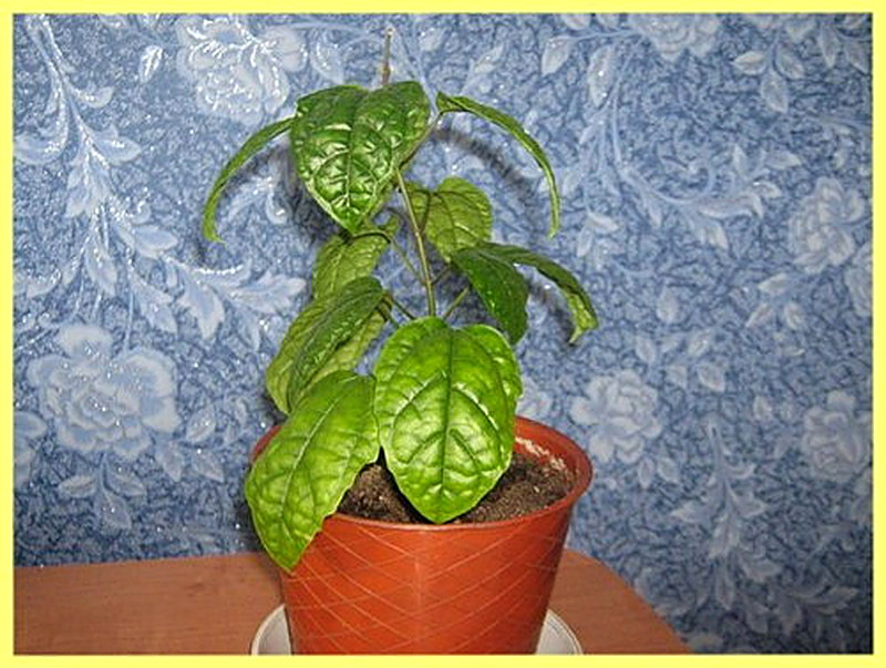 Клеродендрум не цветёт что делать