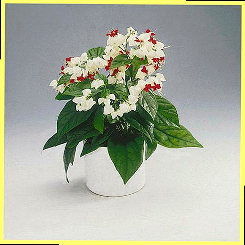 Клеродендрум размножение в домашних условиях