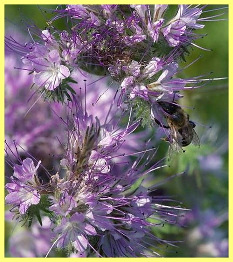 Полезные свойства фацелии