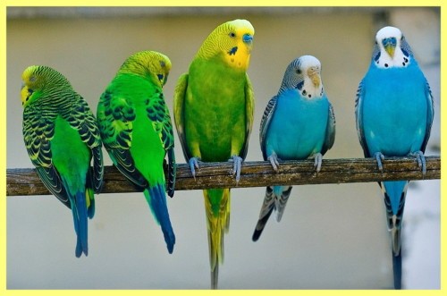 Разведение волнистых попугайчиков в домашних условиях