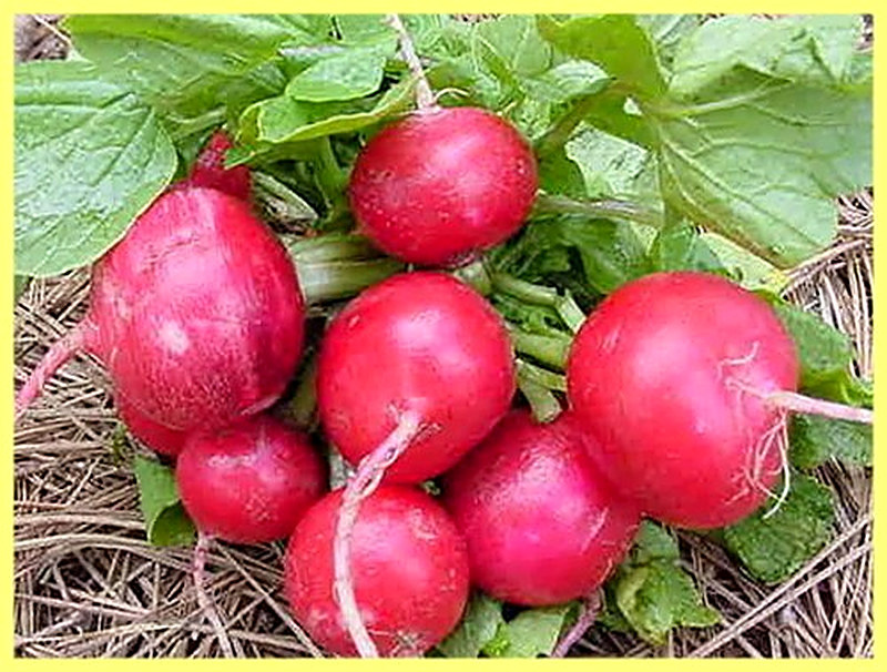Сорт редиса Корунд