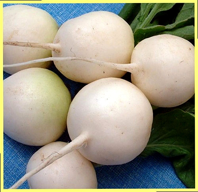 Сорт редиса Моховский