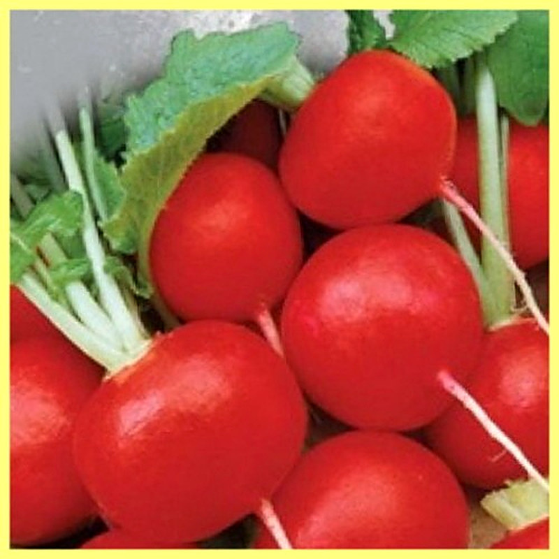 Сорт редиса Рубин
