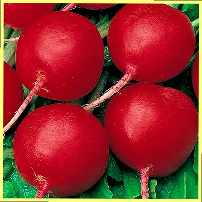 Сорт редиса Сакса