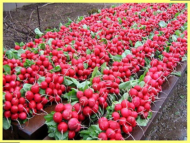 Сорт редиса Тепличный