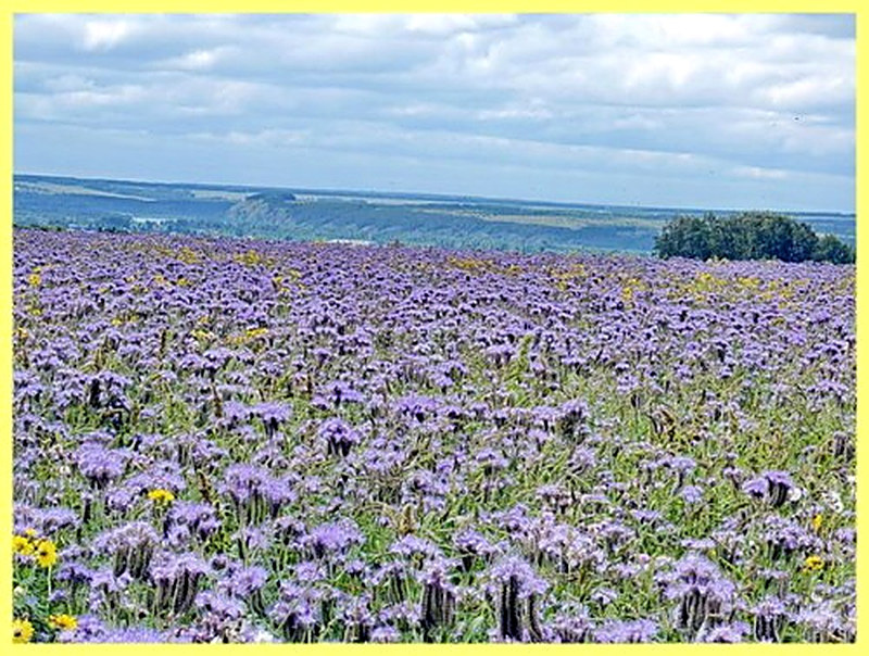 Фацелия выращивание из семян